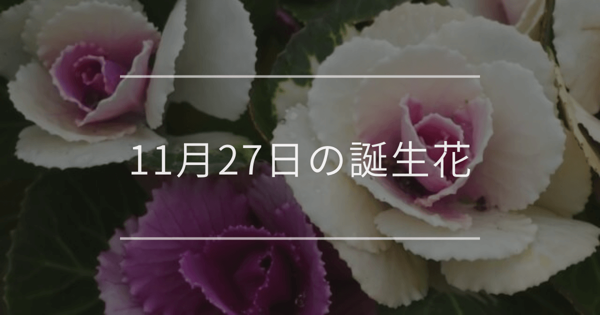 11月27日の誕生花