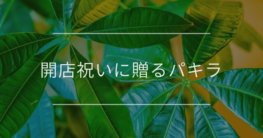 開店祝いに贈るパキラ｜相場やマナーについて