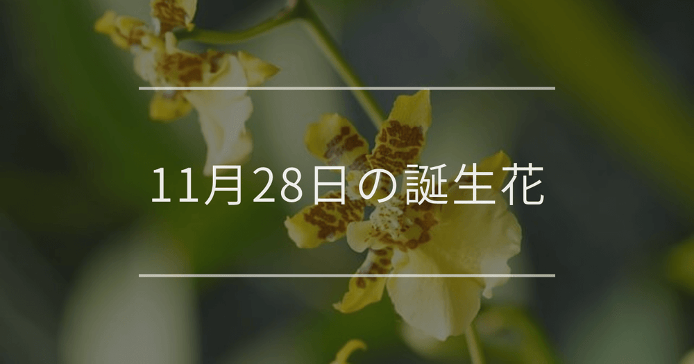 11月28日の誕生花：オンシジウム・アスター(エゾギク)の花言葉など