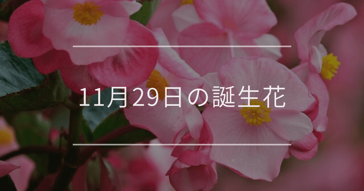 11月29日の誕生花