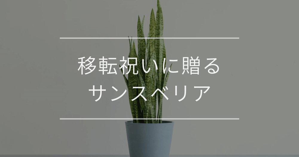 移転祝いに贈るサンスベリア｜おすすめ理由と相場