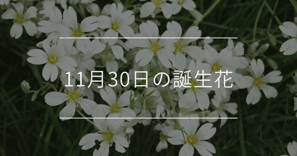 11月30日の誕生花：カスミソウ・ツワブキの花言葉など