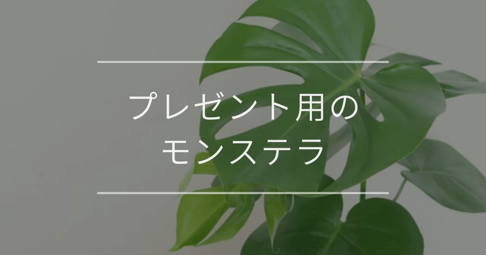プレゼント用のモンステラ｜おすすめ理由と贈る時の注意点