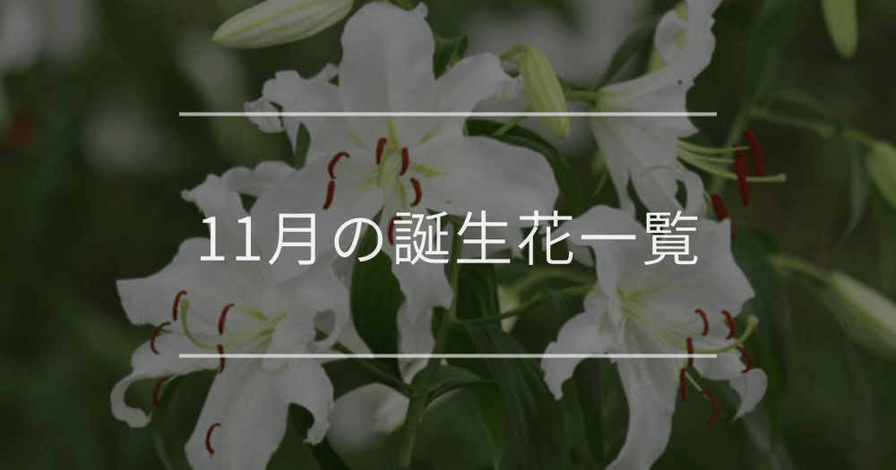 11月の誕生花一覧｜誕生月と誕生日の花言葉