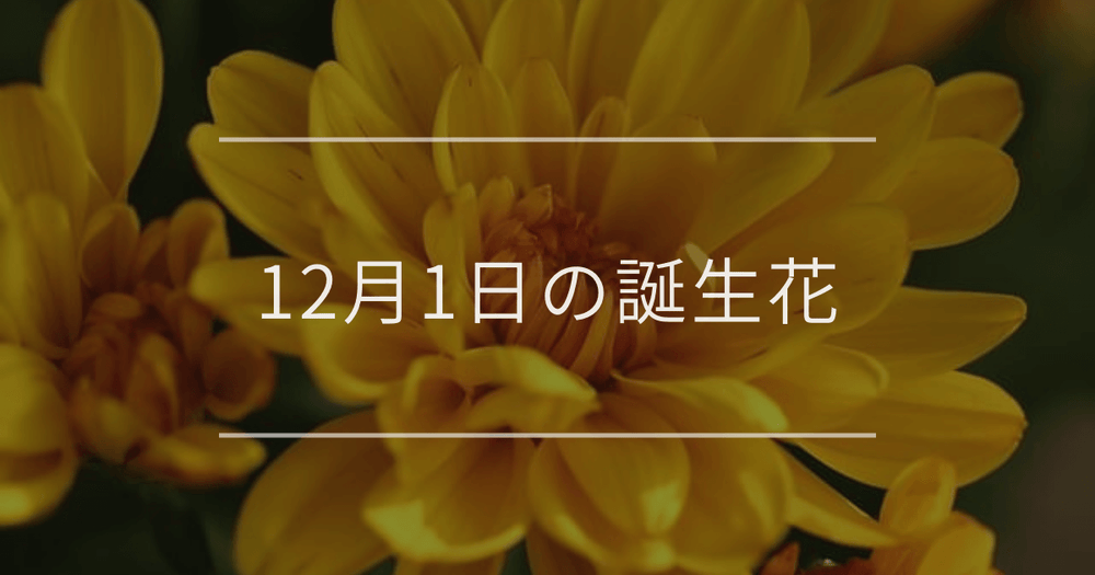 12月1日の誕生花：キクの花言葉など
