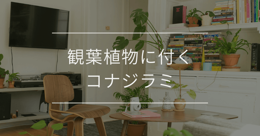 観葉植物に付くコナジラミ｜原因や駆除方法について