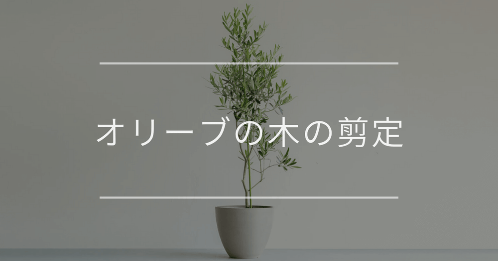 オリーブの木の剪定方法｜理由や切る時期について