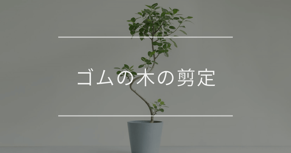 ゴムの木の剪定｜理由や切る時期について