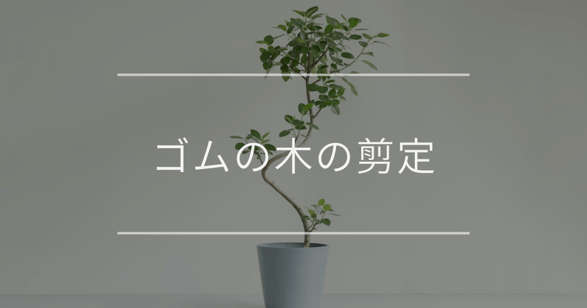 ゴムの木の剪定
