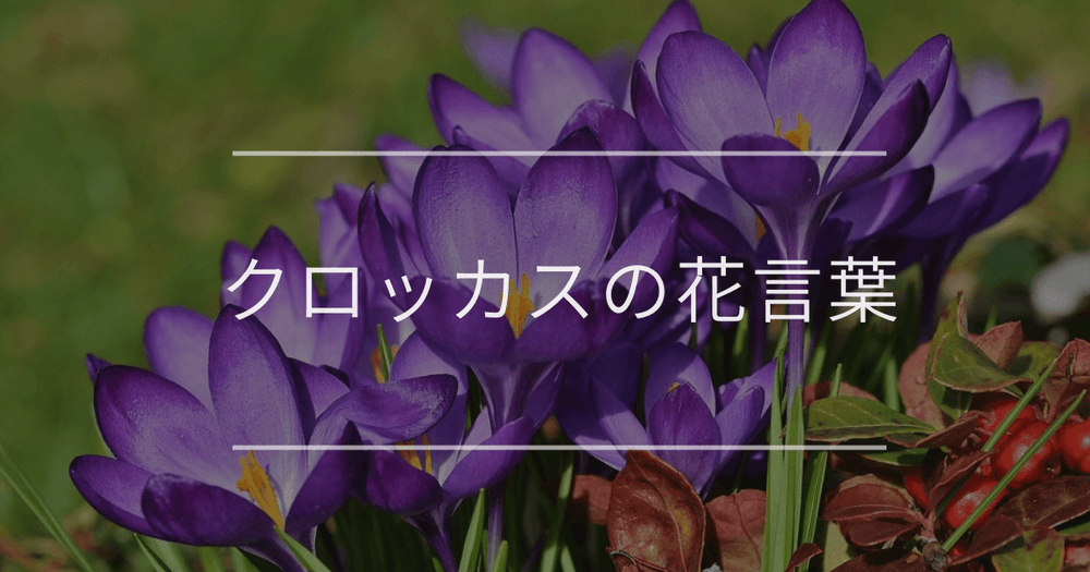 クロッカスの花言葉｜色別や誕生花、名前の由来