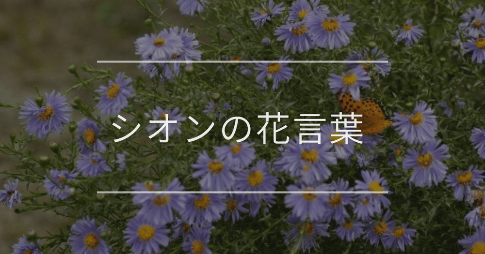 シオンの花言葉｜色別や誕生花、名前の由来