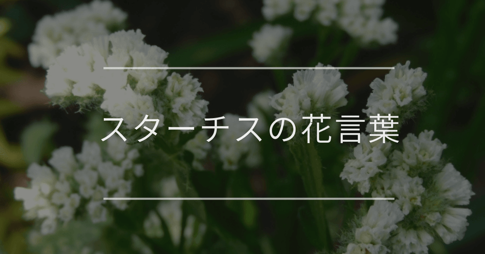 スターチスの花言葉｜色別や誕生花、名前の由来