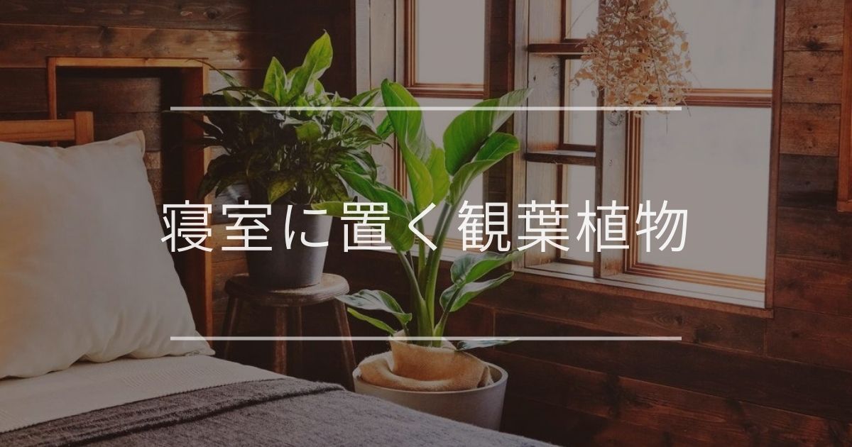 寝室に置く観葉植物