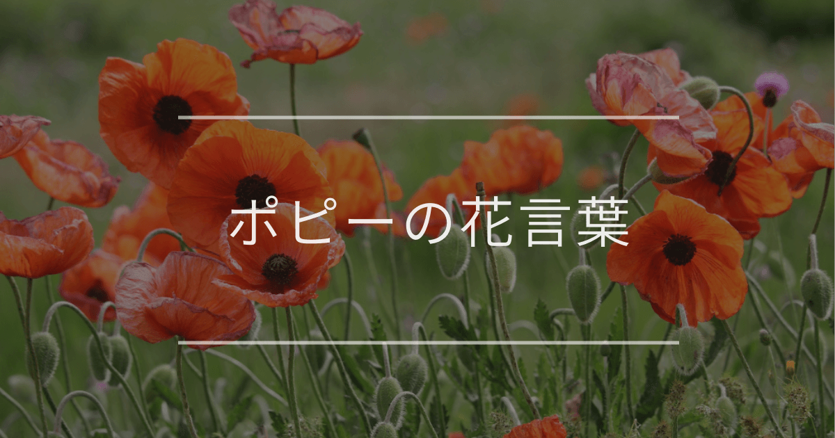 ポピーの花言葉