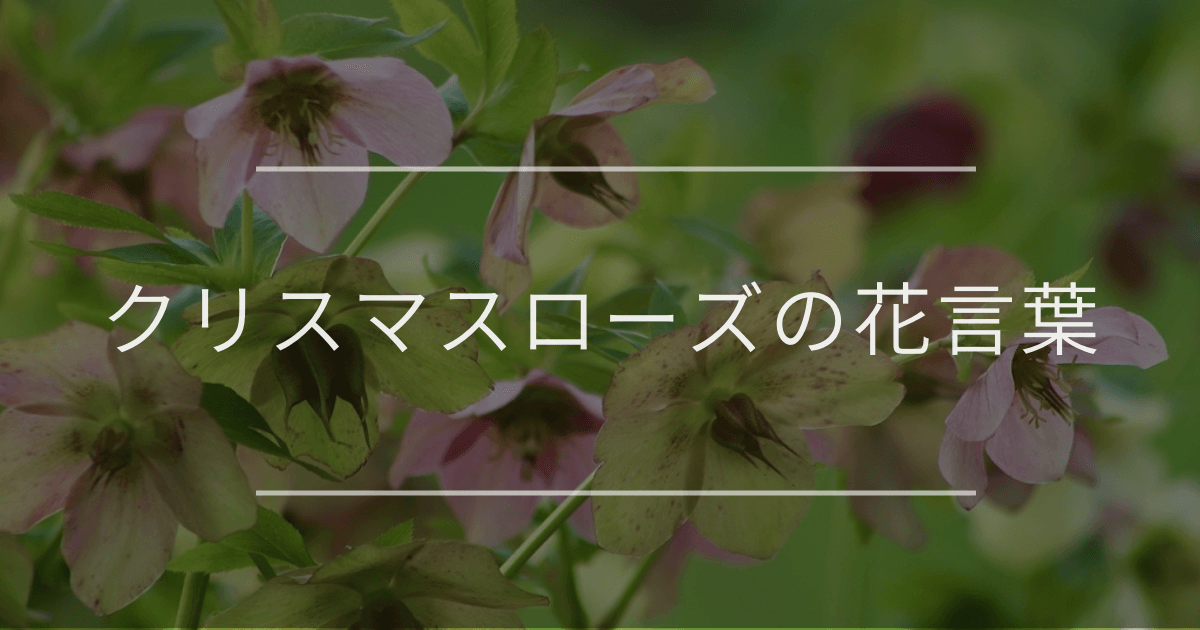 クリスマスローズの花言葉