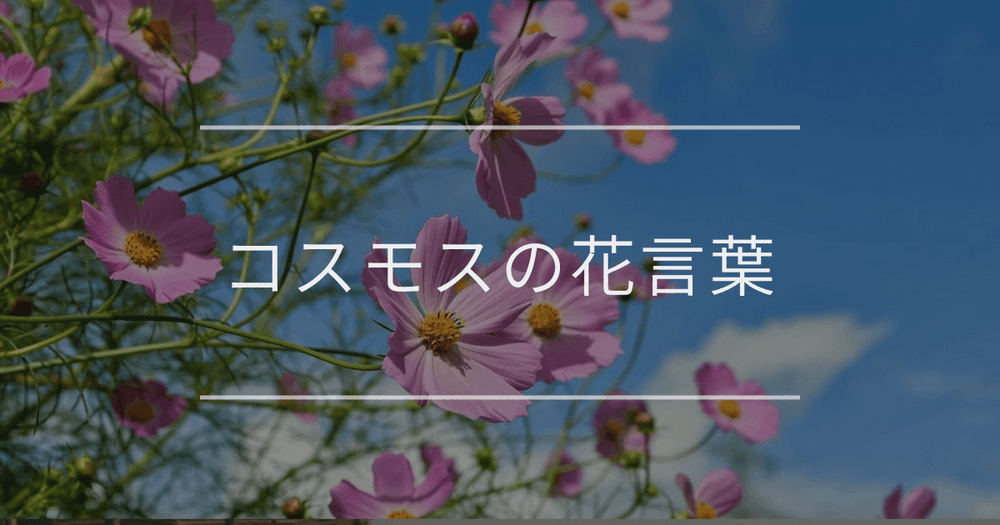 コスモスの花言葉｜色別や誕生花、名前の由来
