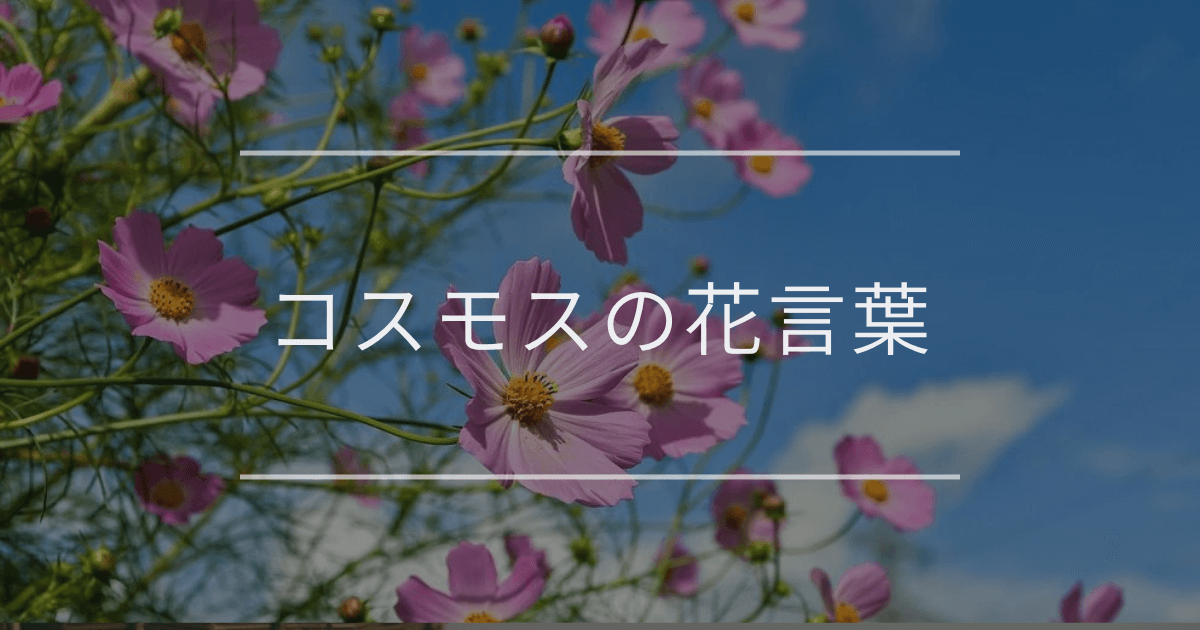 コスモスの花言葉｜色別や誕生花、名前の由来