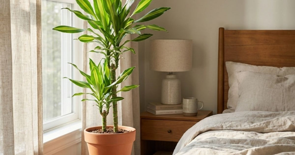 ドラセナ・ジェレの育て方｜増やし方やトラブルも解説