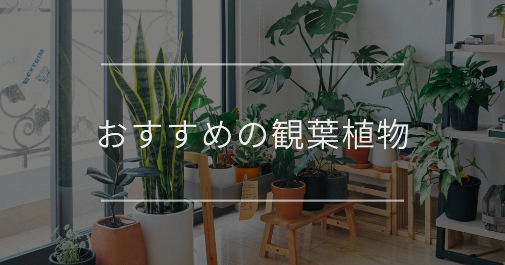 2025年おすすめの観葉植物45選｜選び方・要望別・インテリア例