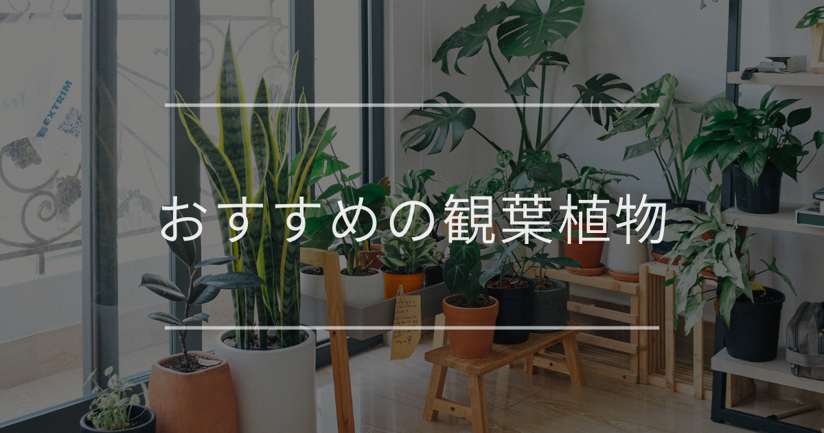 2025年おすすめの観葉植物45選｜選び方・要望別・インテリア例