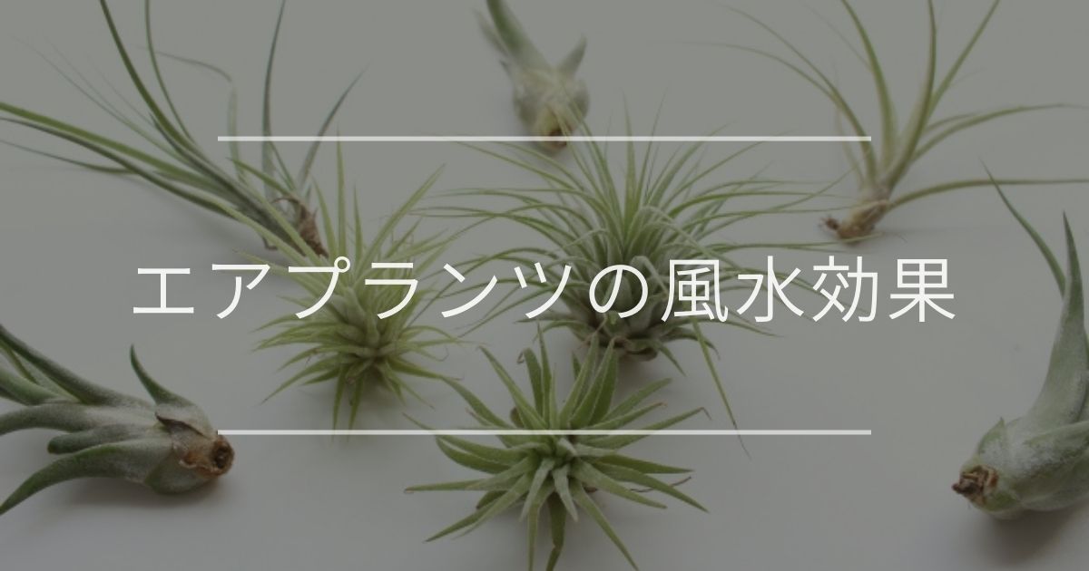 エアプランツの風水