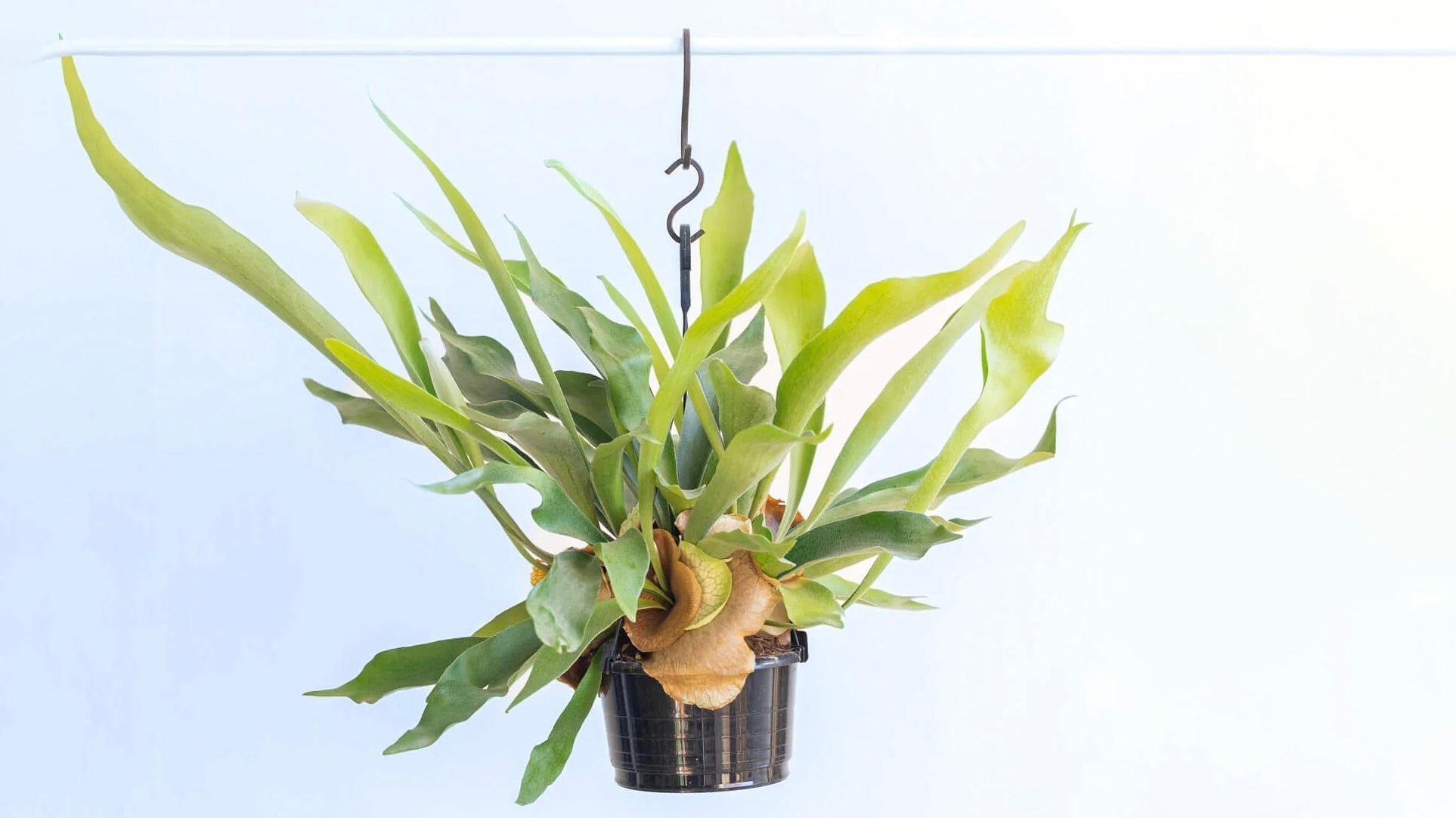 ビカクシダの育て方