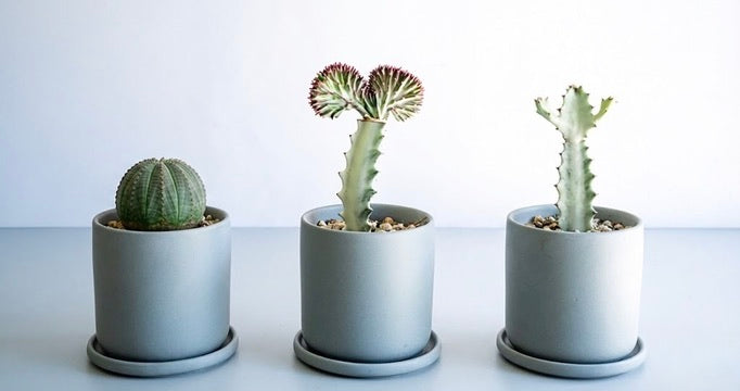 ユーフォルビアの育て方｜枯らさないコツや増やし方