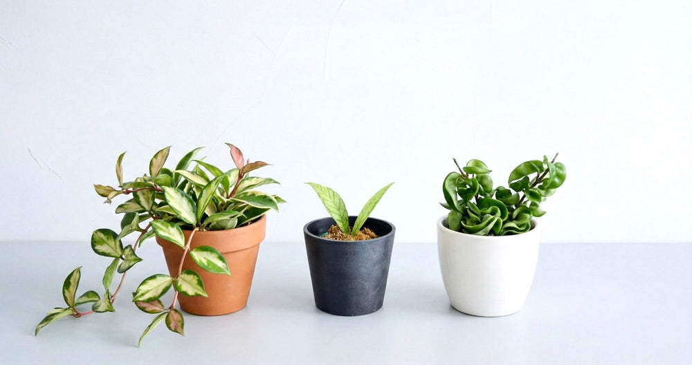 ホヤの育て方｜枯らさないコツとよくあるトラブル