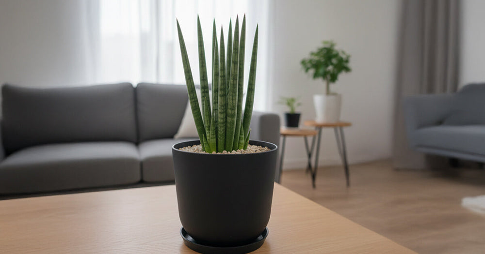 サンスベリア・キリンドリカの育て方