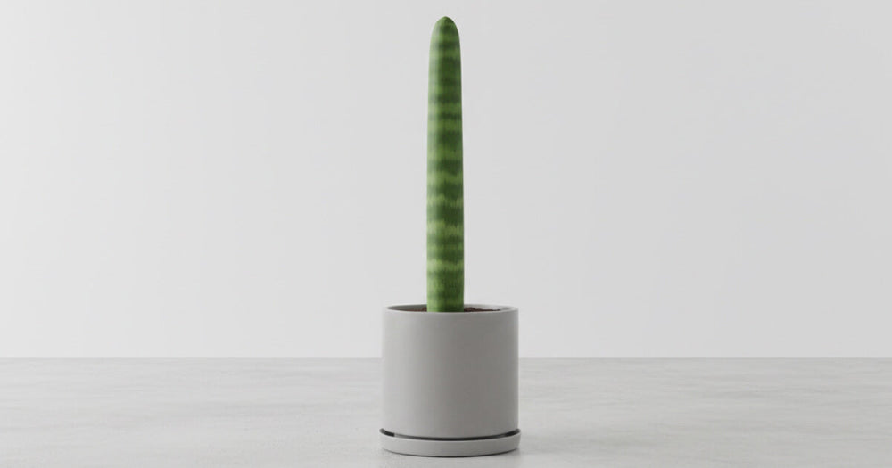 サンスベリア・スタッキーの育て方