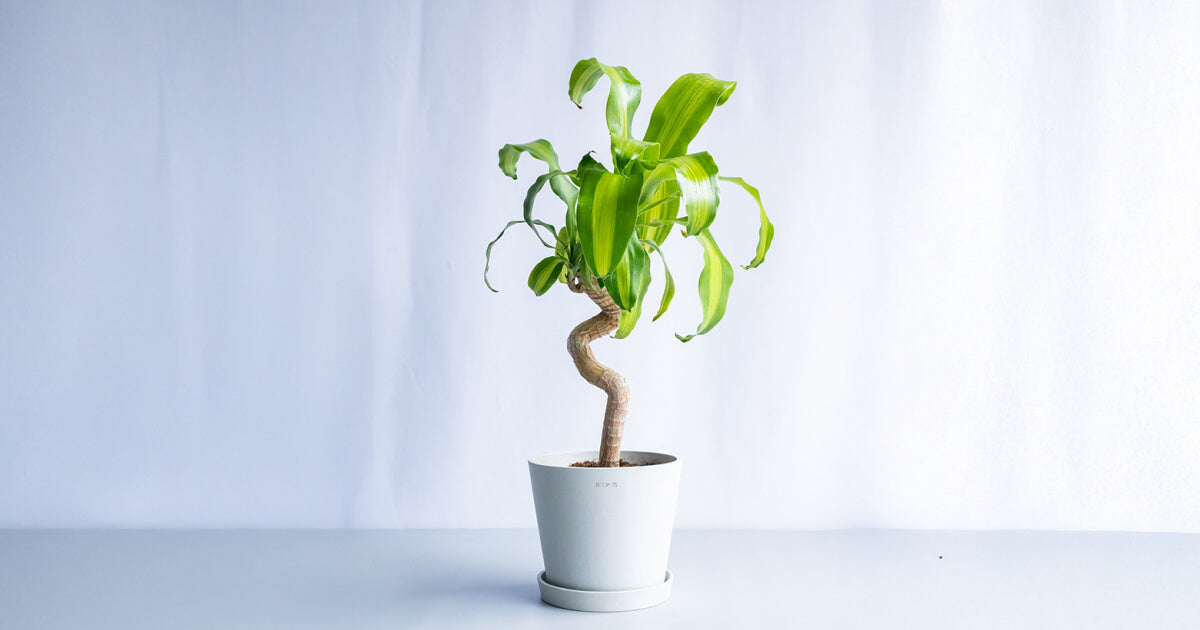 ドラセナ・マッサンゲアナ(幸福の木)の育て方