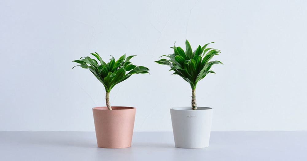 ドラセナ・フラグランスの育て方｜よくあるトラブルと対処法