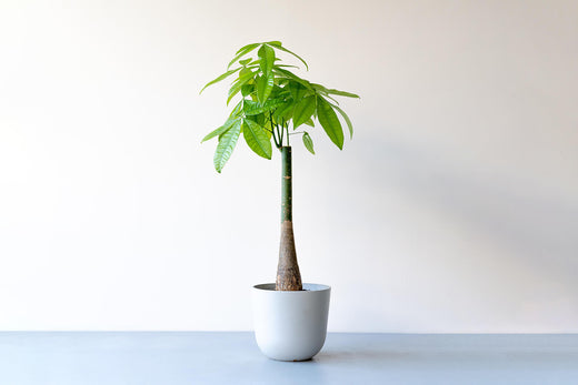 【完全版】パキラの育て方｜スパルタ気味の水やりでOK！プロが教える5つのコツ