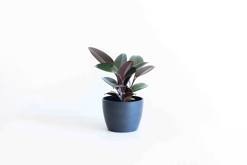 フィカス・バーガンディ（黒ゴム）の育て方