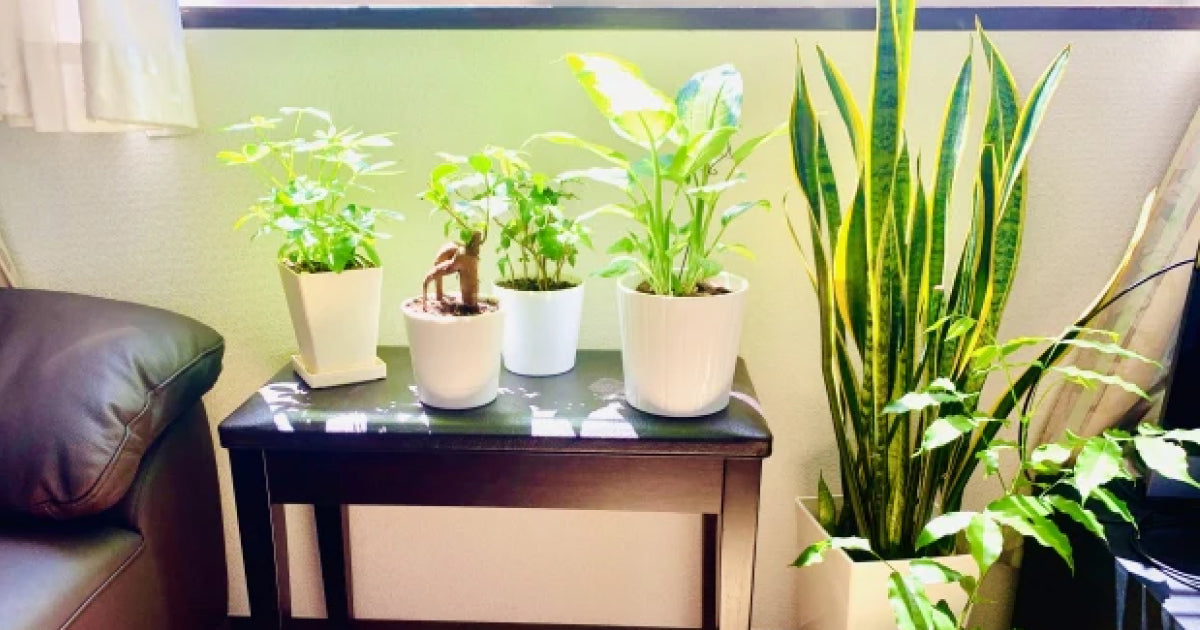 サンスベリア・マッソニアの育て方