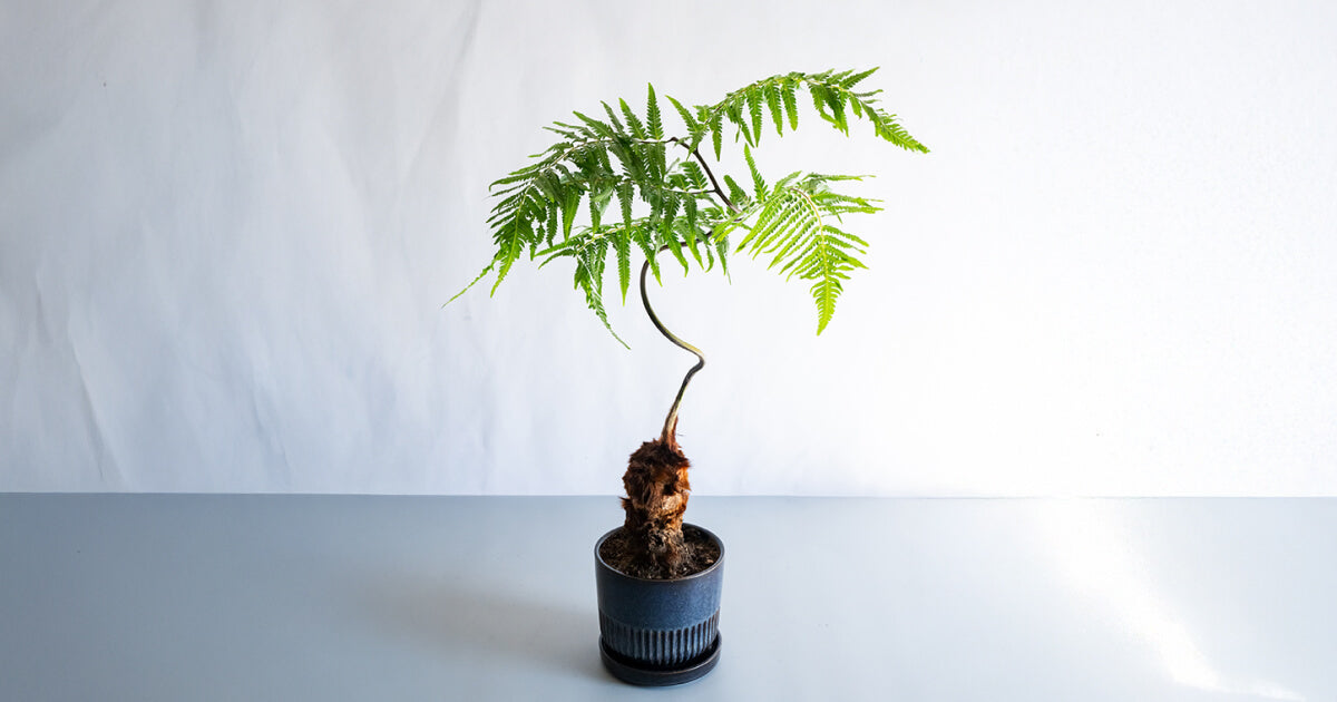 キンモウコウ（タカワラビ）の育て方｜枯らさないコツや植え替えまで