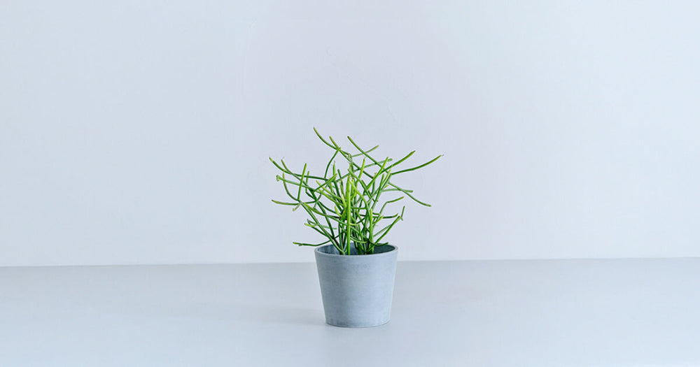 ミルクブッシュの育て方｜枯らさないコツとトラブル対処法