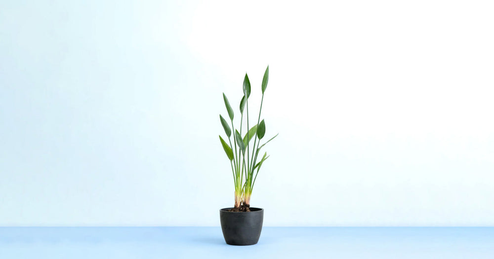 ストレリチアノンリーフの育て方