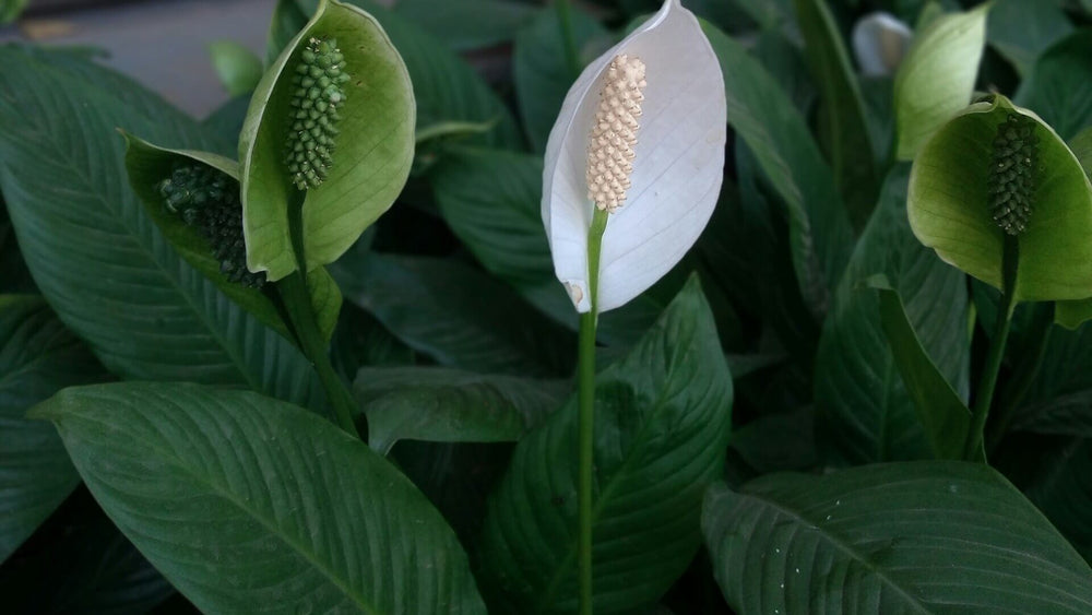 スパティフィラムの育て方