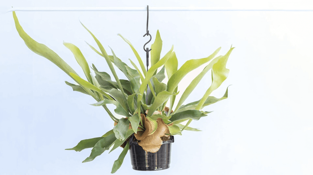 ビカクシダ・ネザーランドの育て方