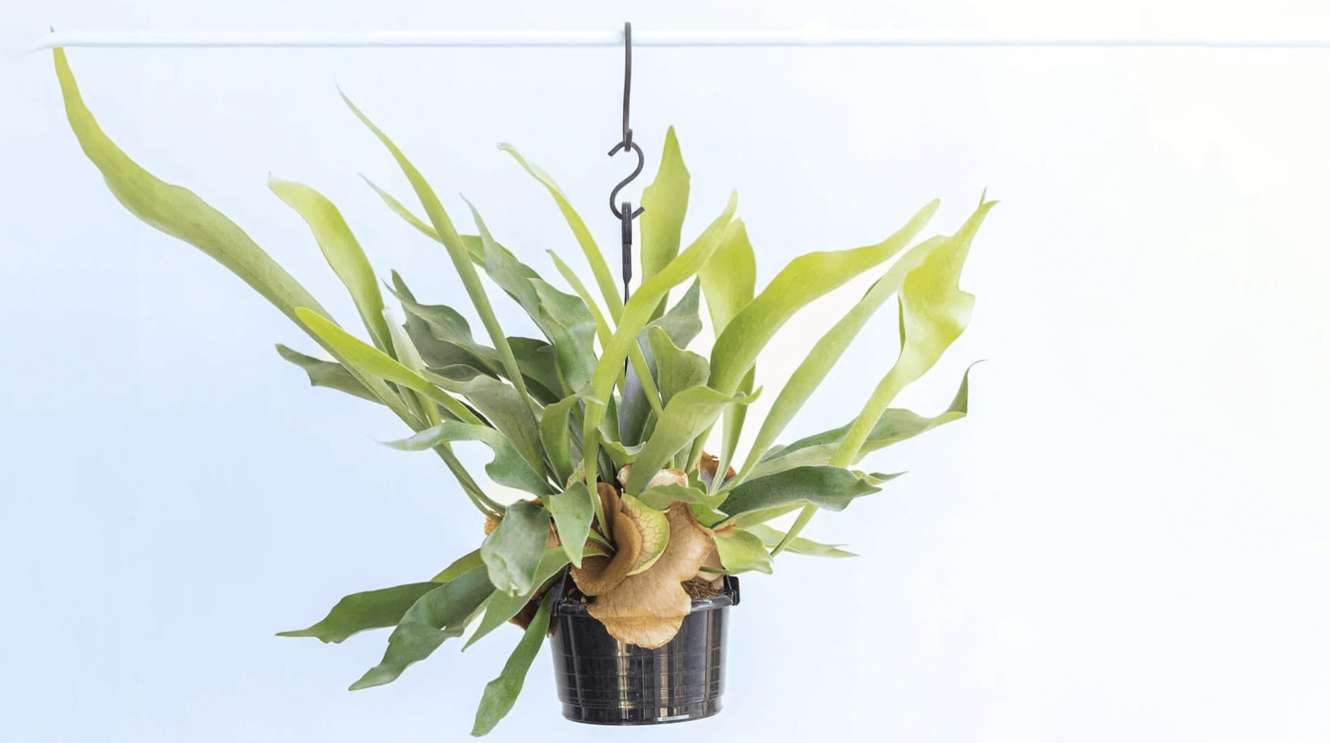 ビカクシダ・ネザーランドの育て方