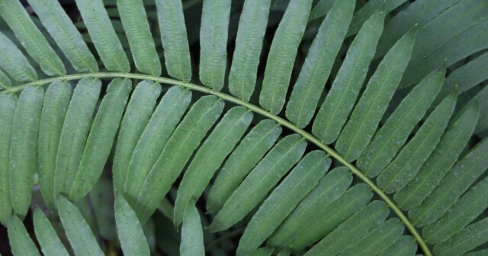 リュウビンタイの育て方