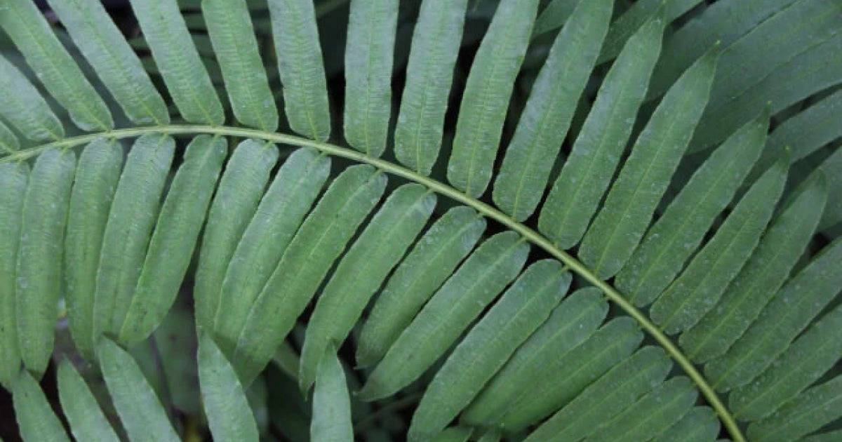 リュウビンタイの育て方