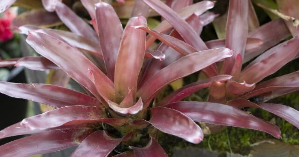 ネオレゲリア・ディープパープルの育て方