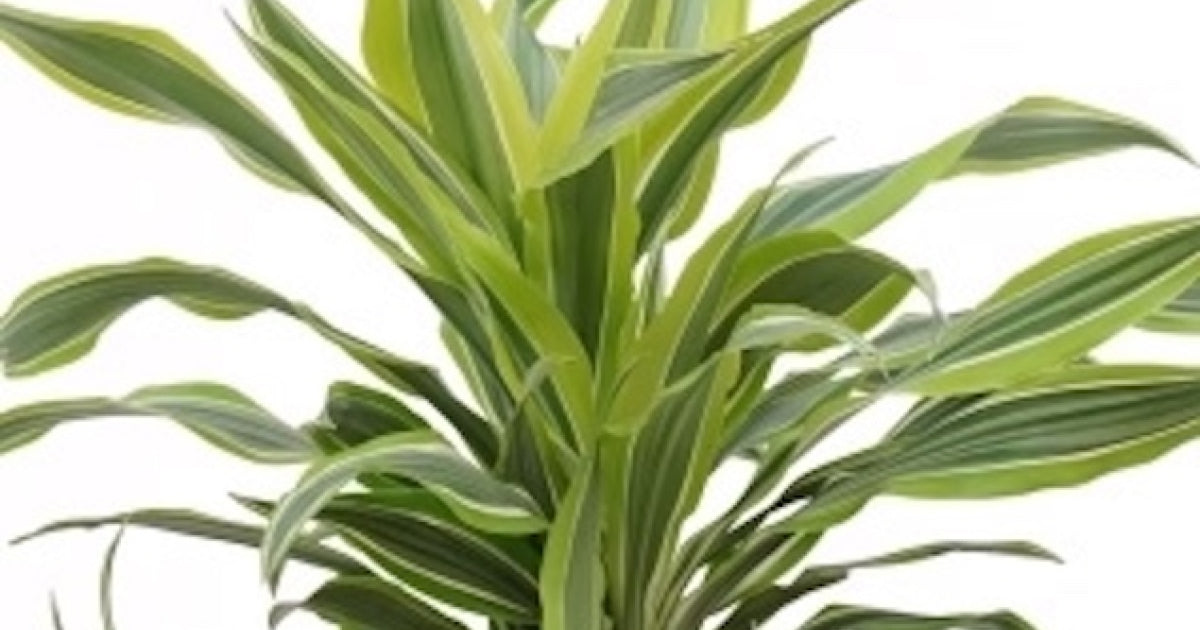 ドラセナ・ワーネッキー・レモンライムの育て方｜特徴・風水効果・剪定方法などについて解説