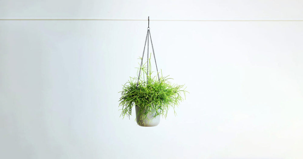 リプサリス・カスッサの育て方