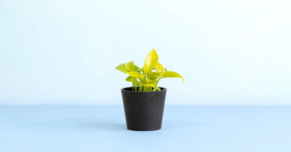 ポトス・ライムの育て方