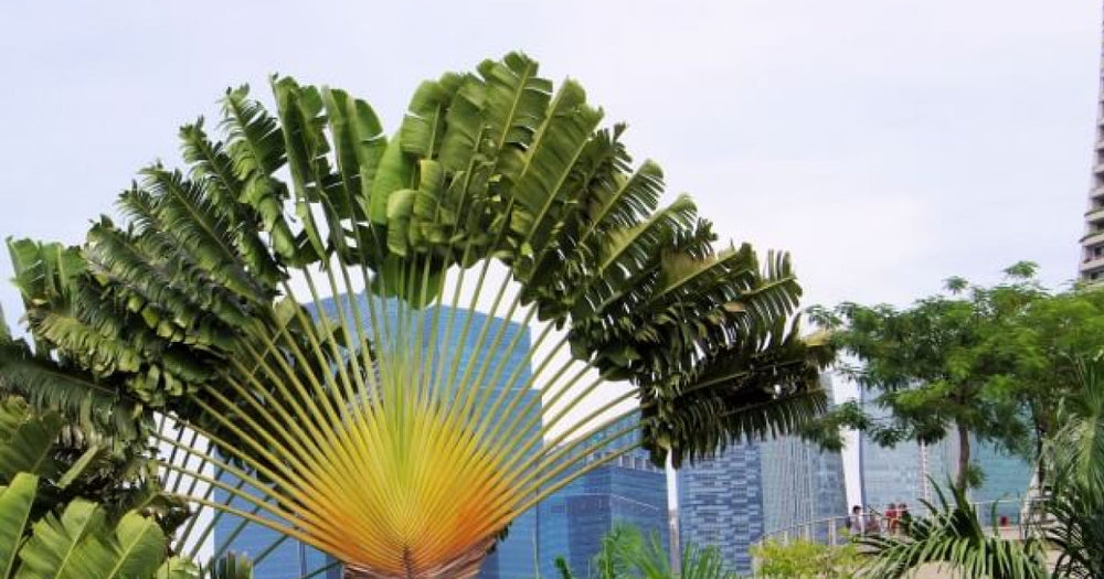 旅人の木（タビビトノキ）の育て方