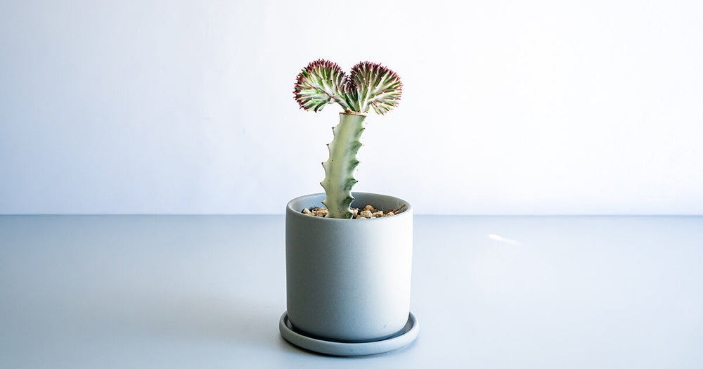 ユーフォルビア・ラクテアマハラジャの育て方｜枯らさないコツとトラブル対処法