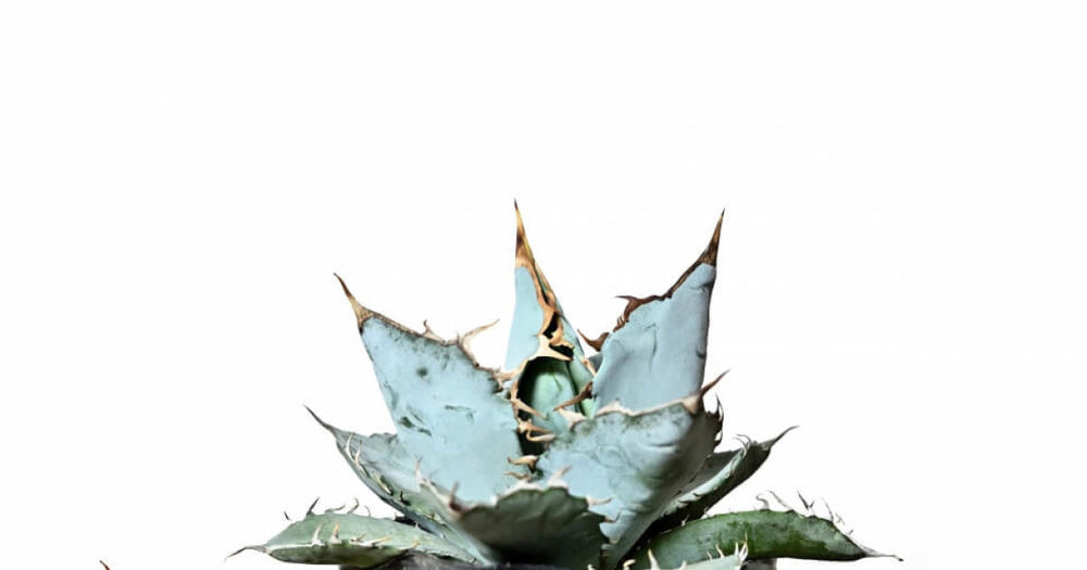 アガベ・チタノタ・ホワイトアイスの育て方